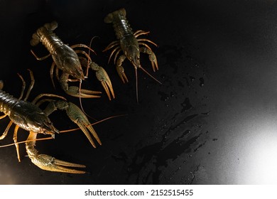 Common crayfish, live, crustaceans. Lobster. Black background. space for text, selective focus. The concept of gourmet food, delicacy, dietary meat. With large and small claws