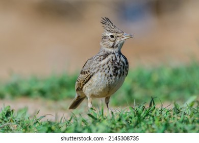 Common crested lark. Galerida cristata. A songbird with a crest on its head. - Shutterstock ID 2145308735
