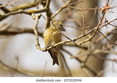 Common Crossbill Female In An Oak Tree. Kent, England, UK. 