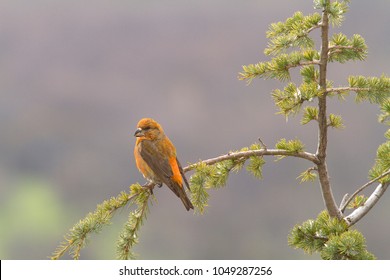  Common Crossbill (Loxia Curvirostra)