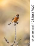 Common crossbill (Loxia curvirostra) photographed in Spain