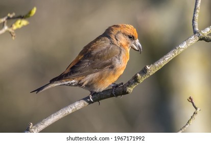 Common Crossbill In The UK