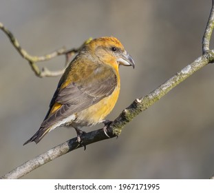 Common Crossbill In The UK