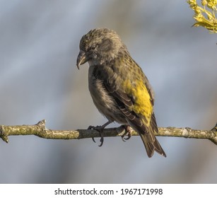 Common Crossbill In The UK