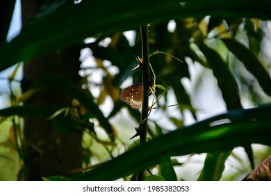 Common Crow Butterfly ( Euploea Core )