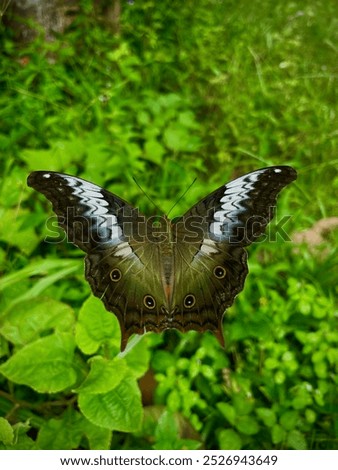 Similar – weiße punkte Schmetterling