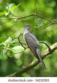 Common Cuckoo