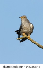 Common Cuckoo Bird Brood Parasite