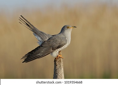 Common Cuckoo Bird Close Up