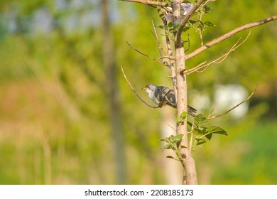 A Common Cuckoo Bird On Branch