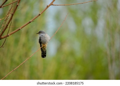 A Common Cuckoo Bird On Branch