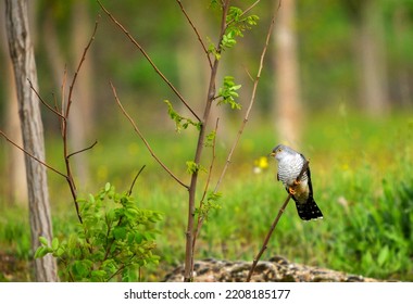 A Common Cuckoo Bird On Branch