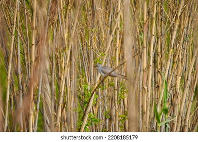 A Common Cuckoo Bird On Branch