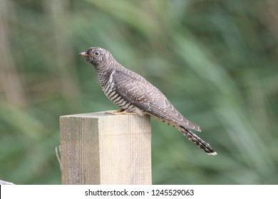 Common Cuckoo - Cuculus canorus