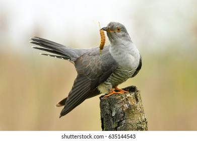 Common cuckoo (Cuculus canorus)