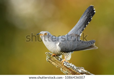 Common cuckoo (Cuculus canorus)