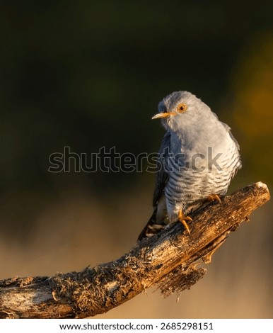Common cuckoo - Cuculus canorus