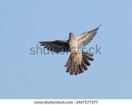Common cuckoo, Cuculus canorus. A bird flies against a blue sky.