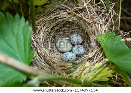 Common Cuckoo (Cuculus canorus) egg between Marsh Warbler (Acrocephalus palustris) eggs. Russia, the Ryazan region (Ryazanskaya oblast), the Pronsky District, Denisovo.