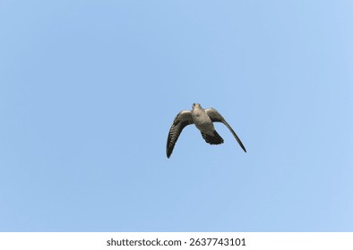 common cuckoo Cuculus canorus in flight or perched in Alsace, France