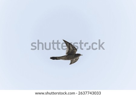 common cuckoo Cuculus canorus in flight or perched in Alsace, France