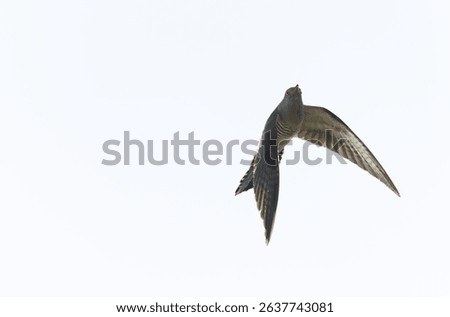 common cuckoo Cuculus canorus in flight or perched in Alsace, France