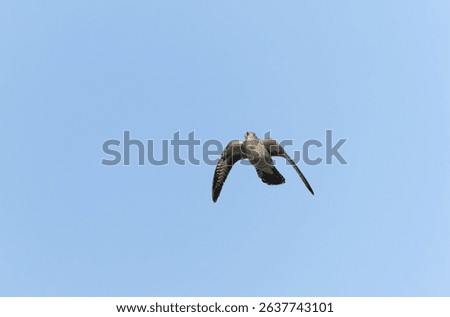 common cuckoo Cuculus canorus in flight or perched in Alsace, France