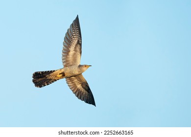 Common Cuckoo (Cuculus canorus) flying, the Netherlands