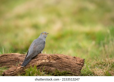 Common Cuckoo,  Cuculus canorus, male on breeding grounds, spring in Surrey - Shutterstock ID 2153513247