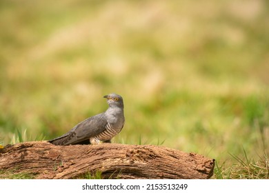 Common Cuckoo,  Cuculus canorus, male on breeding grounds, spring in Surrey - Shutterstock ID 2153513249