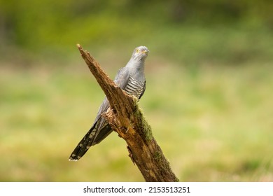 Common Cuckoo,  Cuculus canorus, male on breeding grounds, spring in Surrey - Shutterstock ID 2153513251
