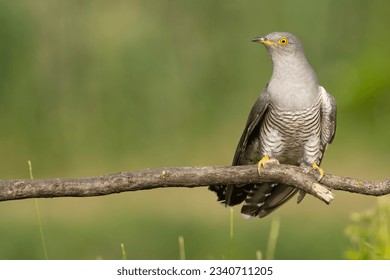 Common cuckoo - Cuculus canorus - male perched with green background. This migrant bird is an european brood parasite. Photo from Kisújszállás in Hungary. Copy space on right.