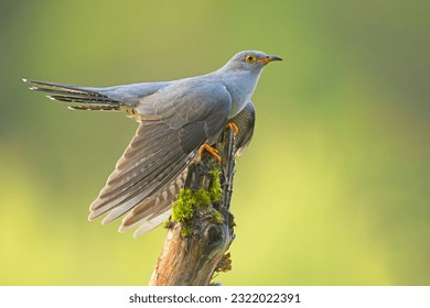 The common cuckoo (Cuculus canorus) is a member of the cuckoo order of birds, Cuculiformes, which includes the roadrunners, the anis and the coucals.
