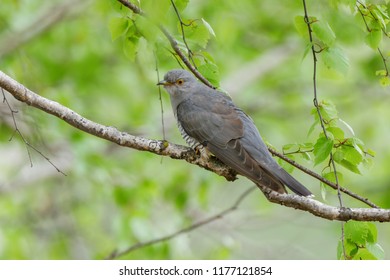 Common Cuckoo (Cuculus canorus). Russia, the Ryazan region (Ryazanskaya oblast), the Pronsky District, Denisovo.
