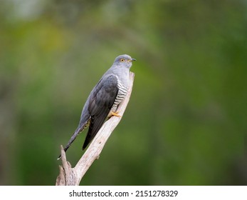 Common cuckoo, Cuculus canorus, single male bird on perch, Surrey, April 2022