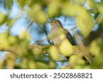  A common cuckoo (Cuculus canorus) sits on the branch. Wild bird in a natural habitat. Wildlife Photography. European cuckoo.                              