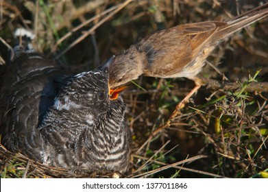 Common cuckoo - Cuculus canorus Young in the nest fed by his adoptive mother - Sylvia conspicillata - Spectacled Warbler