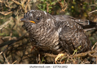 Common cuckoo - Cuculus canorus Young in the nest