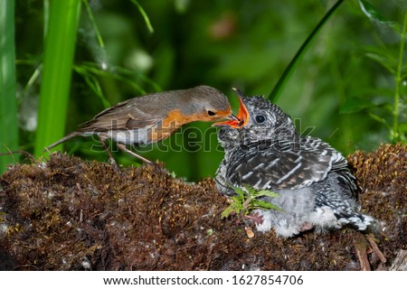 Common cuckoo, Cuculus canorus. Young man in the nest fed by his adoptive mother - Erithacus rubecula - European robin