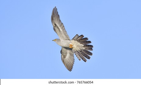 Common Cuckoo In Flight