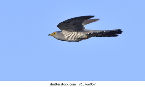 Common Cuckoo in flight