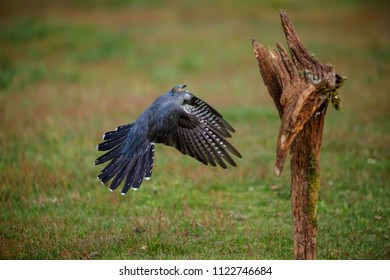 A Common Cuckoo In Flight As It Comes In To Land.