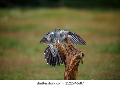 A Common Cuckoo In Flight As It Comes In To Land.