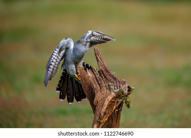 A Common Cuckoo In Flight As It Comes In To Land.