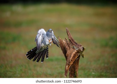 A Common Cuckoo In Flight As It Comes In To Land.