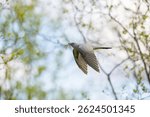 Common cuckoo in flight, spring forest and blue sky on the background