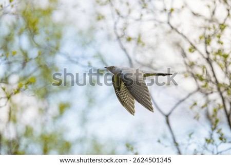 Common cuckoo in flight, spring forest and blue sky on the background
