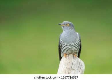The common cuckoo is a member of the cuckoo order of birds, Cuculiformes. This species is a widespread summer migrant to Europe and Asia, and winters in Africa