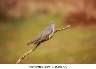 The common cuckoo is a member of the cuckoo order of birds.