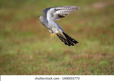 The common cuckoo is a member of the cuckoo order of birds.